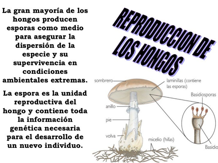 Significado de reproduccion asexual wikipedia shqip Significado de reproduccion asexual wikipedia shqip